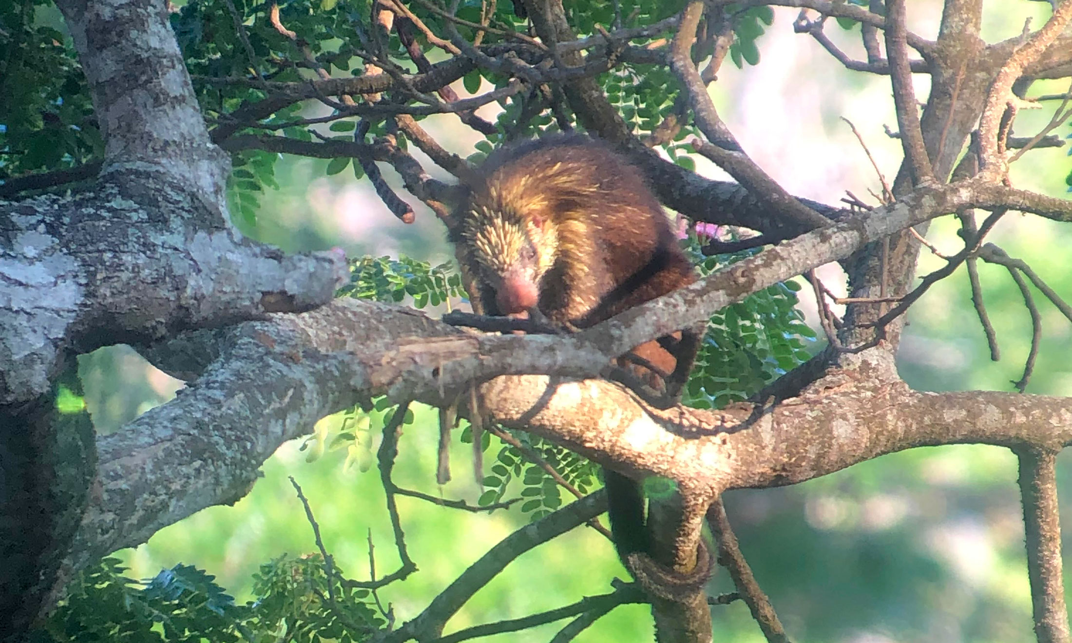 Mexican Porcupine