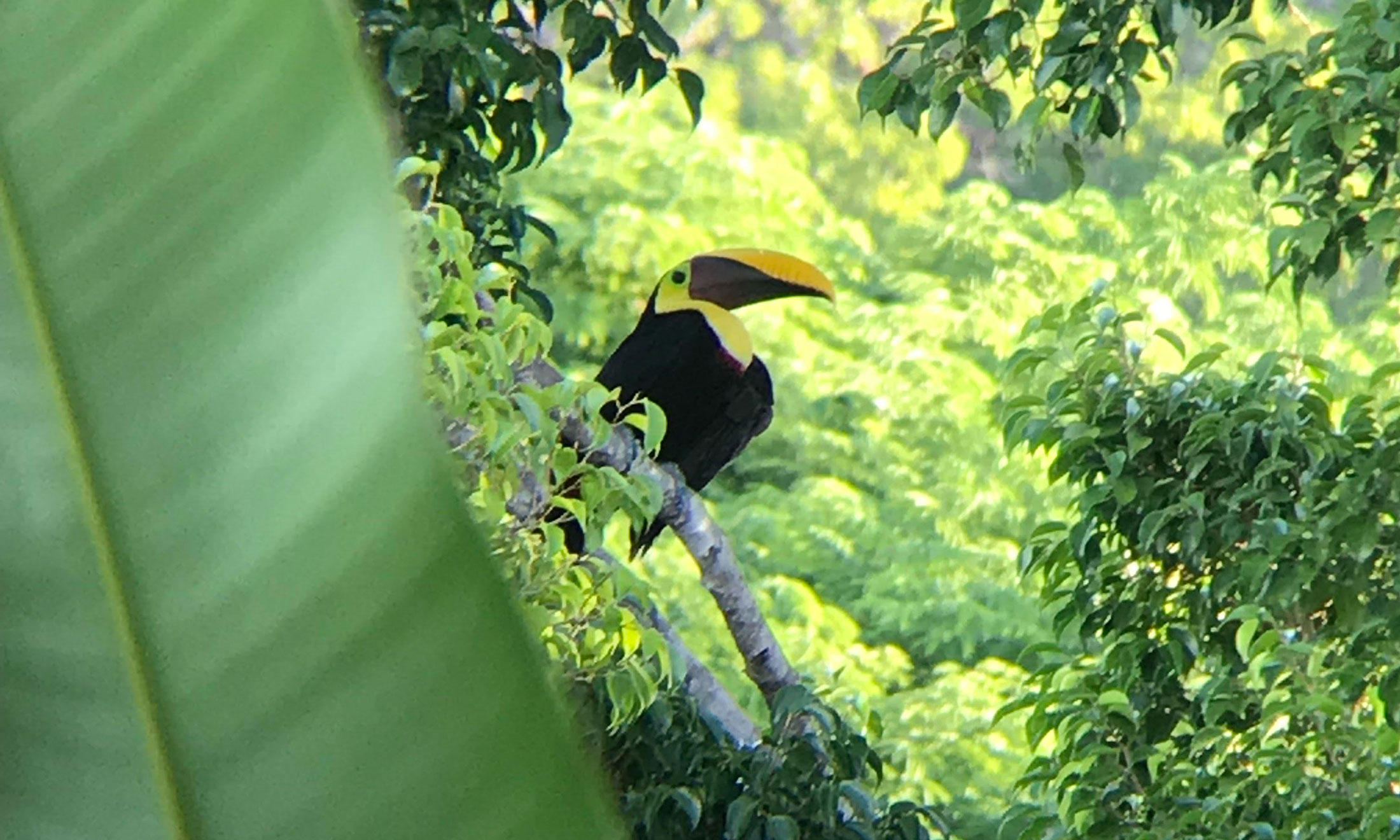 Black Mandibled Toucan