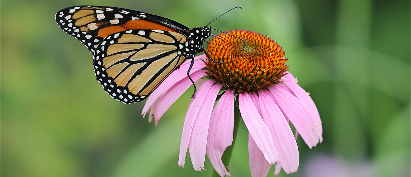 Biology - Biodiversity Gardens Page Banner Biology - Biodiversity Gardens Page Banner