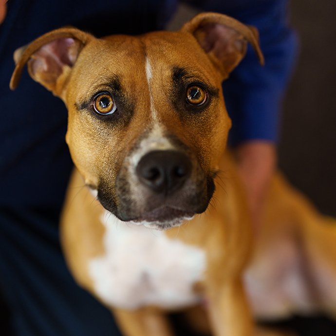 A very cute dog