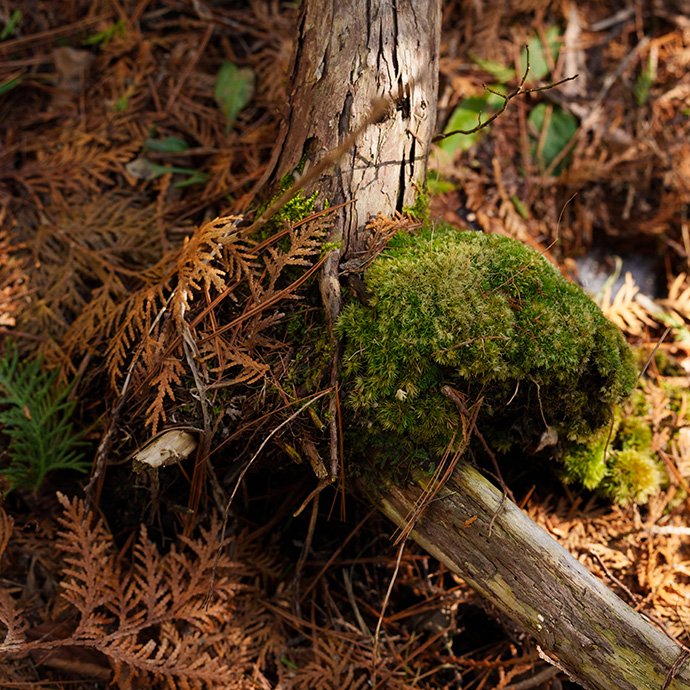 The forest floor