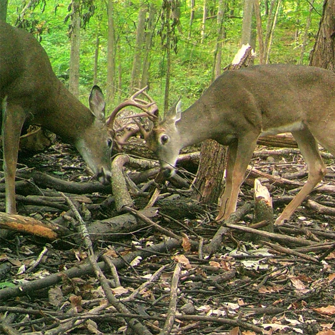 Deer