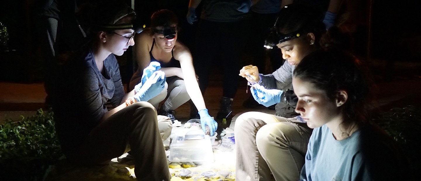 Undergraduate Research Banner Four people wearing headlamps, doing research outside in the dark.