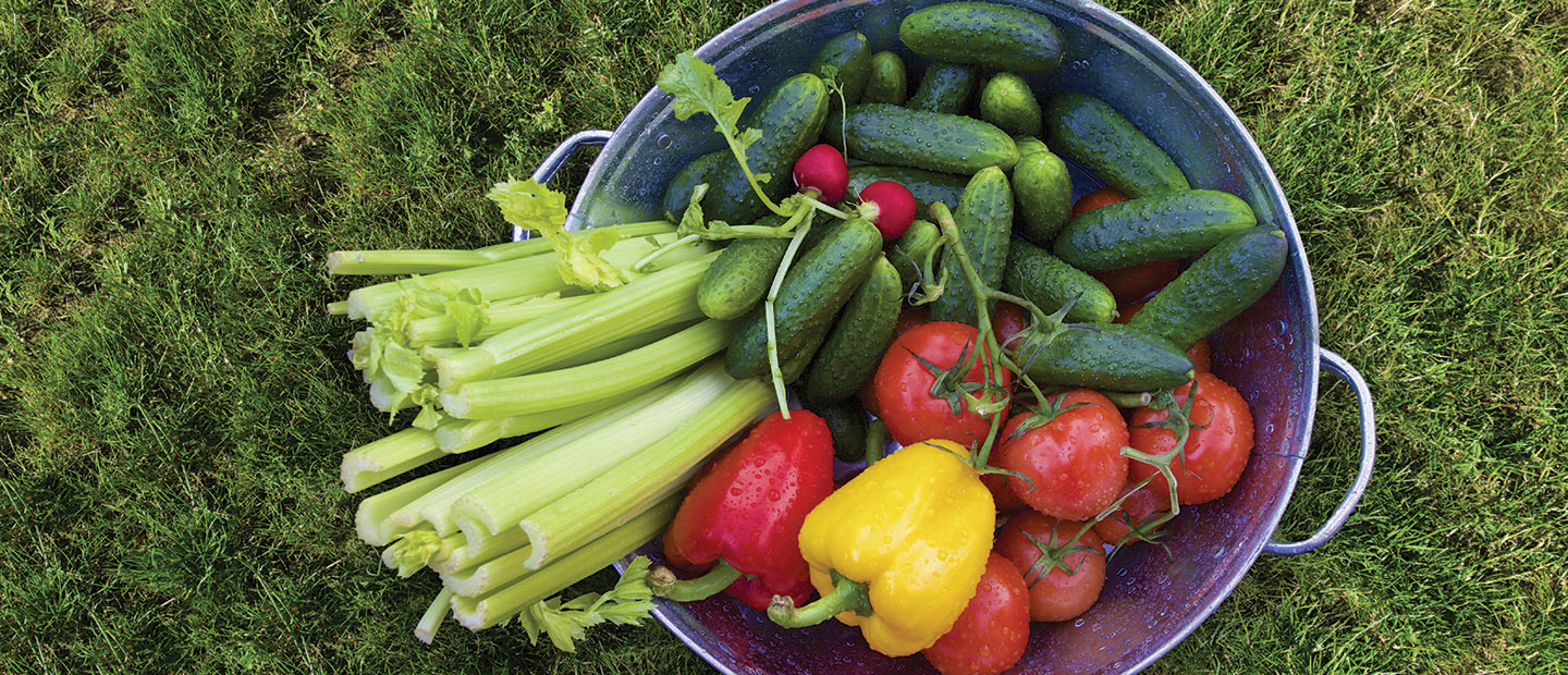 basket of vegetables image Basket of celery, cucumbers, peppers, radishes and tomatoes