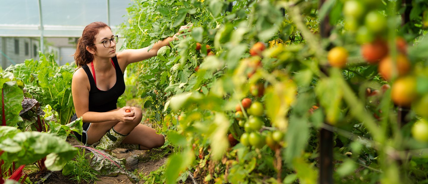 Stay Connected Banner A young woman picking tomatoes from a row of plants in Summer.